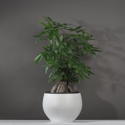 chau-cay-composite-thanh-xuan-2