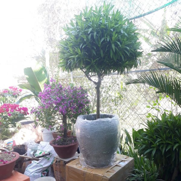 Chậu Tròn Trứng 1