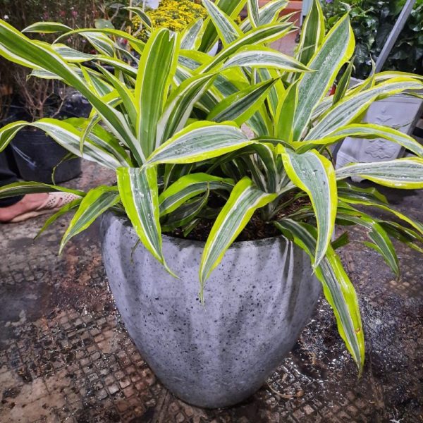 Chậu Tròn Trứng 2