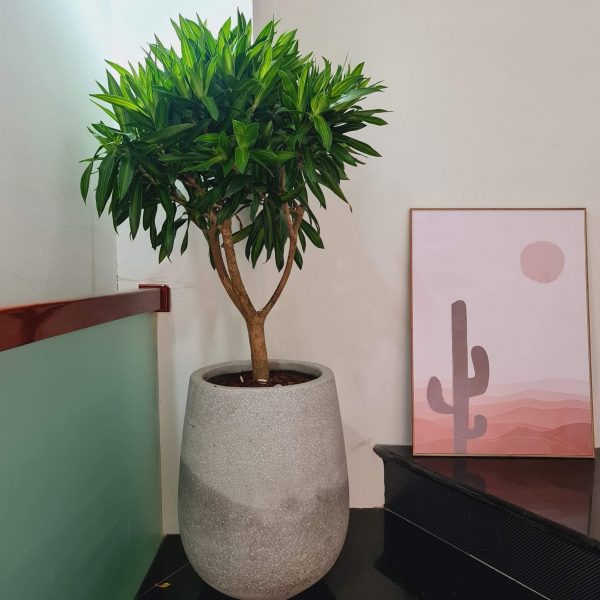 Chậu xi măng nhẹ