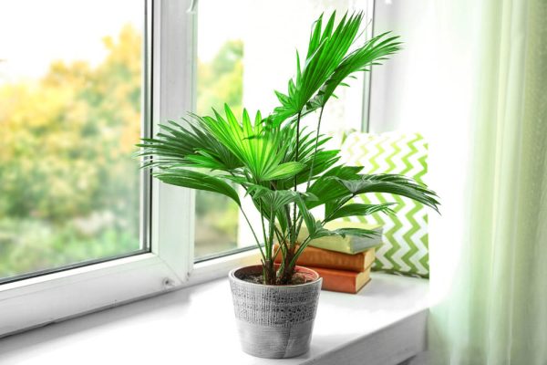 Chậu Cây cảnh văn phòng