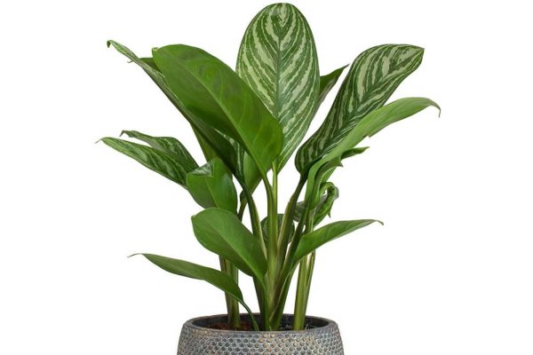 Cây cảnh văn phòng cây đại phú gia