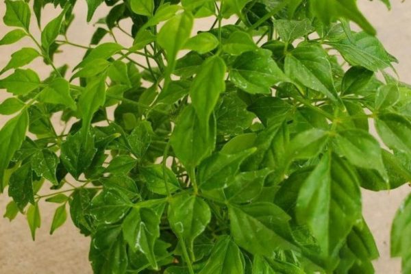 Cây cảnh văn phòng cây hạnh phúc