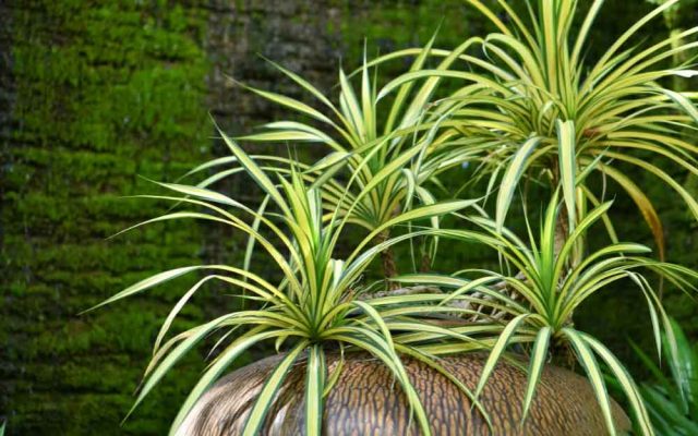 Cây cảnh văn phòng cây lan chi