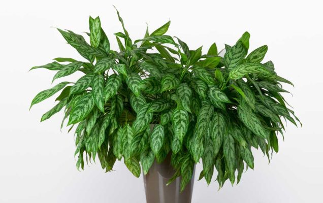 Cây cảnh văn phòng cây ngân hậu