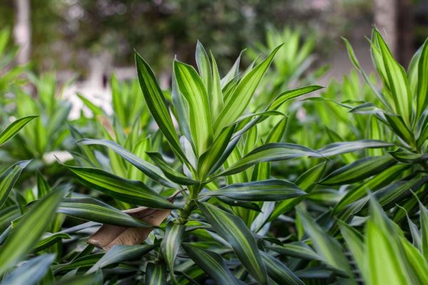 Cây cảnh văn phòng trúc bách hợp