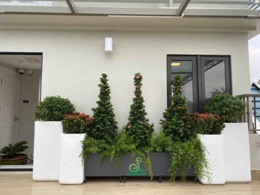 chau xi mang nhe da mai tru vuong