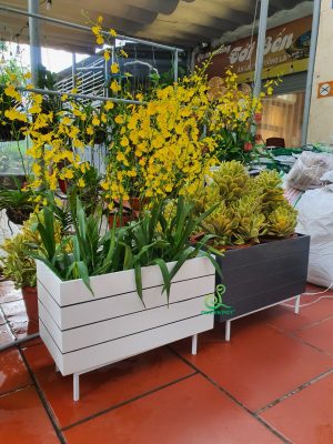 Chậu composite trang trí cho sân vườn