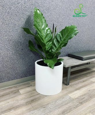 Chậu composite trang trí cho văn phòng