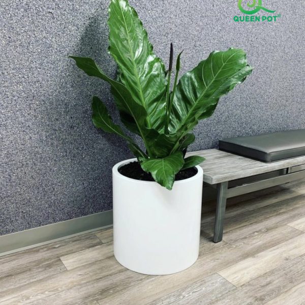 Chậu composite trang trí cho văn phòng